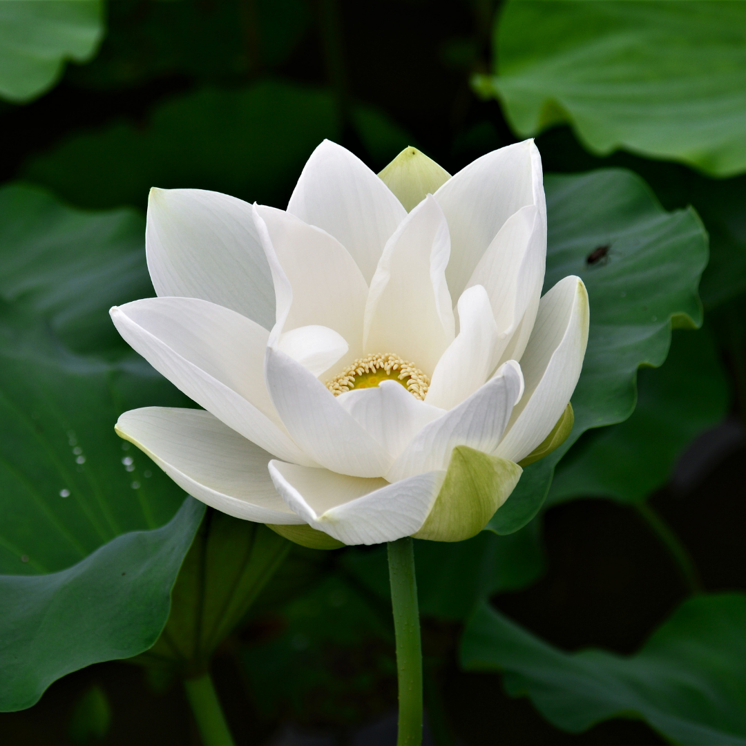 Benefits of Lotus Flower and Why You're Seeing It Everywhere